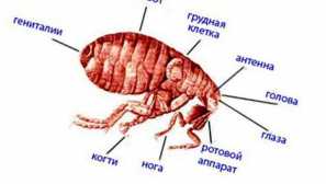 Чи кусають собачі бліх і чим вони відрізняються від котячого